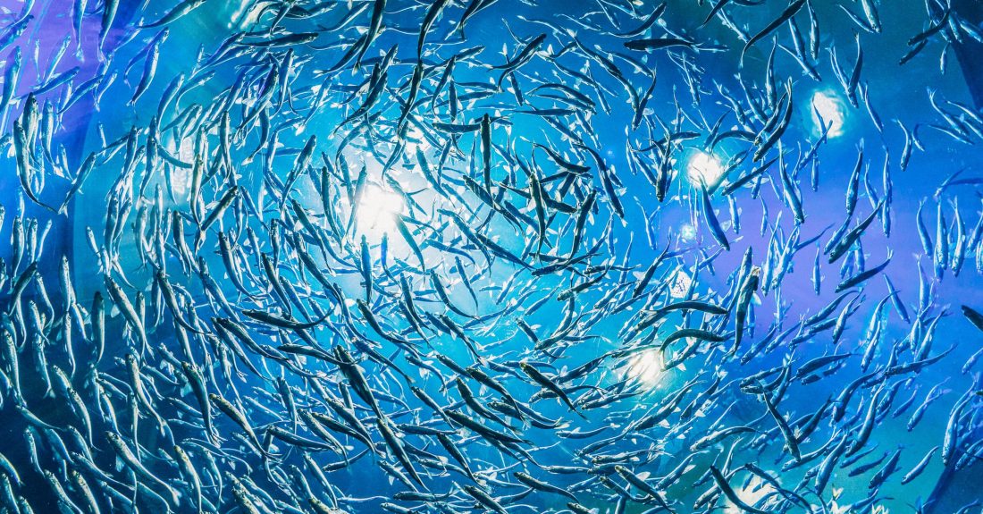 pexels-harrison-haines-3536511